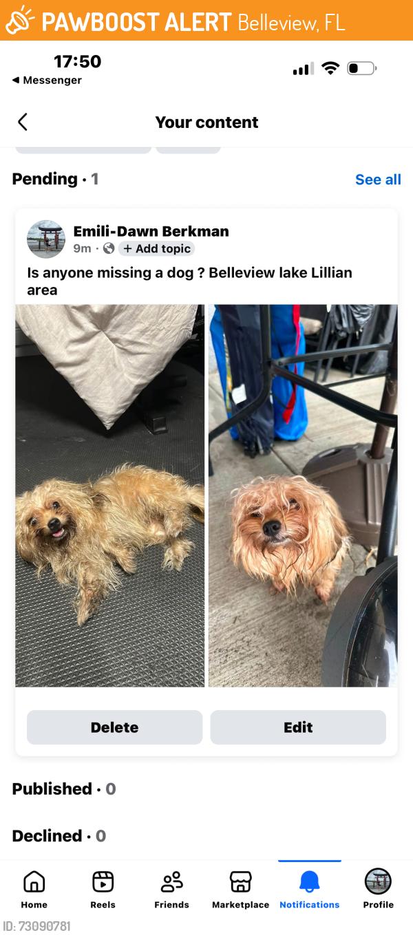 Found/Stray Male Dog last seen 110th and 55th Ave, Belleview, FL 34421