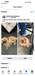 Found/Stray Male Dog last seen 110th and 55th Ave, Belleview, FL 34421