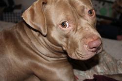 Lost Male Dog last seen E. Edsel Ford Fwy / Brush st /Harper Ave, Detroit, MI 48202
