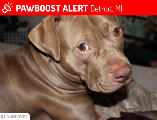 Lost Male Dog last seen E. Edsel Ford Fwy / Brush st /Harper Ave, Detroit, MI 48202