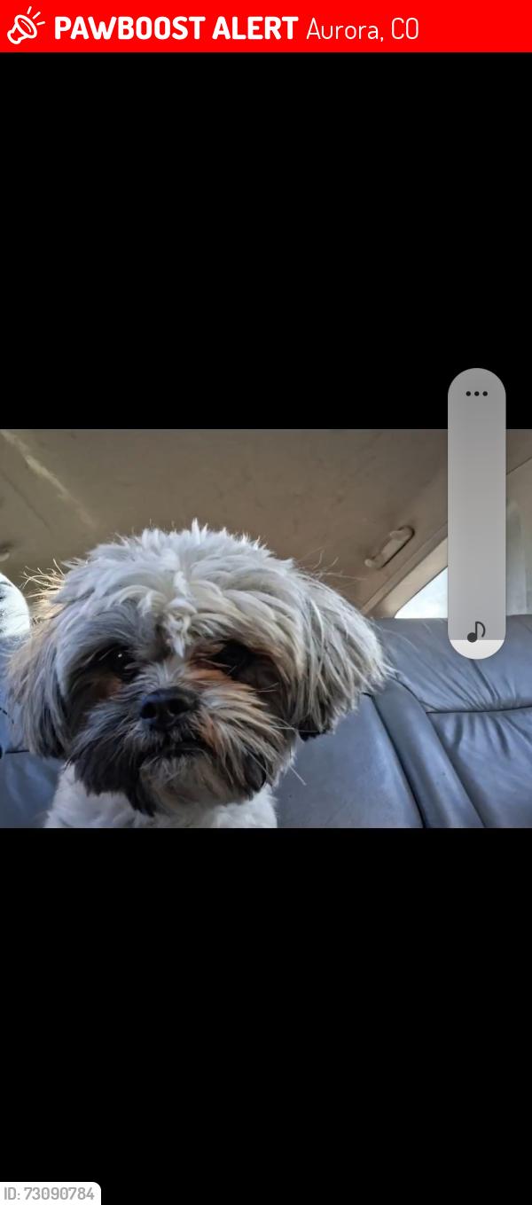 Lost Male Dog last seen Mexico, Aurora, CO 80017