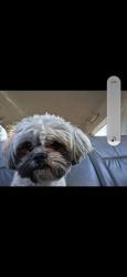 Lost Male Dog last seen Mexico, Aurora, CO 80017