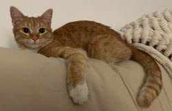 Reunited Unknown Cat last seen Alameda vet clinic, near Alameda and Pierce, Lakewood, CO 80226