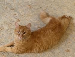 Lost Female Cat last seen Kynnersley Road near water tank, Kapaau, HI 96755