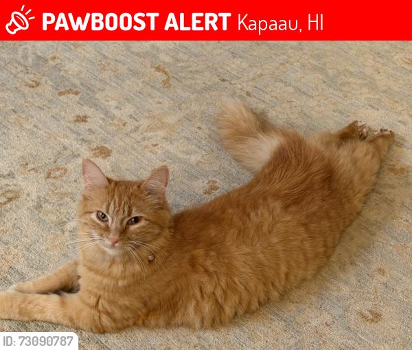 Lost Female Cat last seen Kynnersley Road near water tank, Kapaau, HI 96755