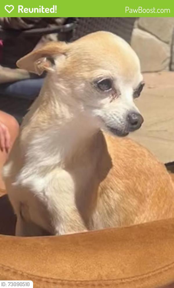 Reunited Female Dog last seen Dolphin Sr, Danville, CA 94526