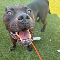 Shelter Stray Male Dog last seen , Animal Care & Control Team of Philly, 111 W Hunting Park Ave, Philadelphia, PA 19140, USA