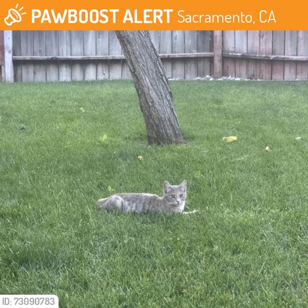 Found/Stray Male Cat last seen Olmstead dr, Sacramento, CA 95838