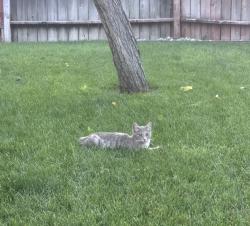 Found/Stray Male Cat last seen Olmstead dr, Sacramento, CA 95838