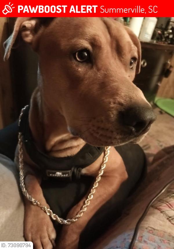 Lost Male Dog last seen Near haupt Street Summerville sc, Summerville, SC 29483