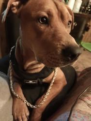 Lost Male Dog last seen Near haupt Street Summerville sc, Summerville, SC 29483