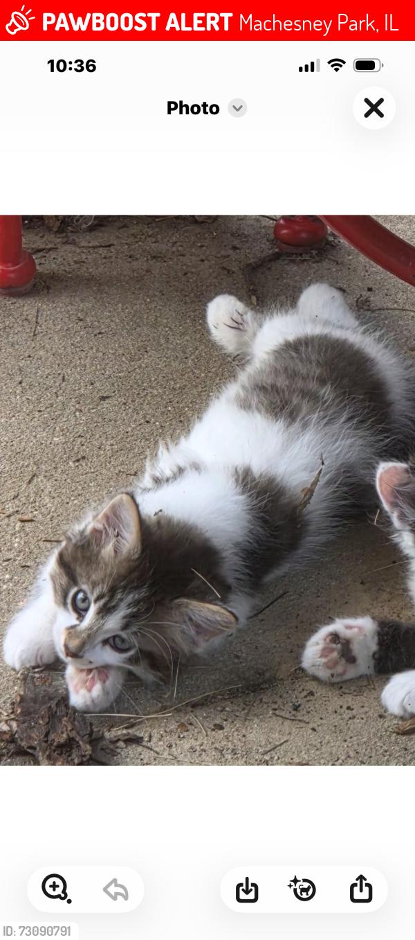Lost Unknown Cat last seen Near Block of Marie. Took off going North, Machesney Park, IL 61115