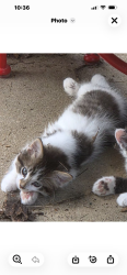 Lost Unknown Cat last seen Near Block of Marie. Took off going North, Machesney Park, IL 61115
