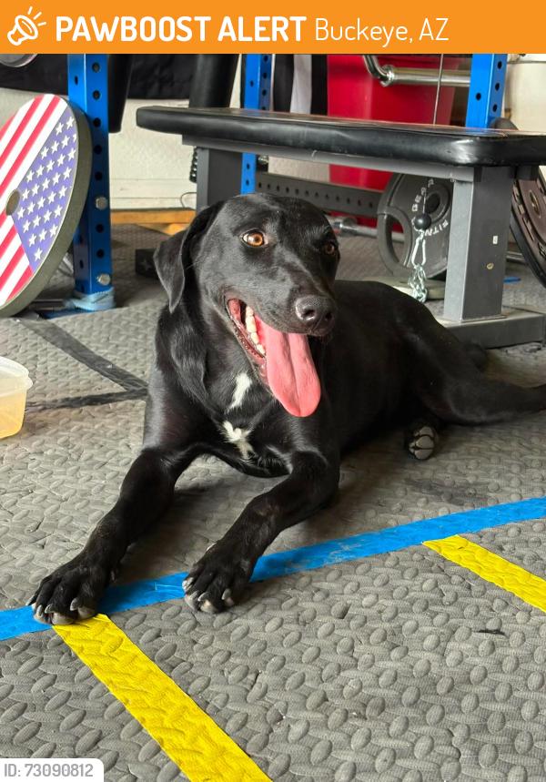 Found/Stray Female Dog last seen Watson/Yuma, Buckeye, AZ 85326