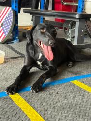 Found/Stray Female Dog last seen Watson/Yuma, Buckeye, AZ 85326