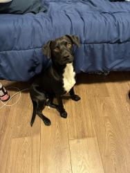 Found/Stray Male Dog last seen Van Nuys blvd and Glenoaks, Los Angeles, CA 91331