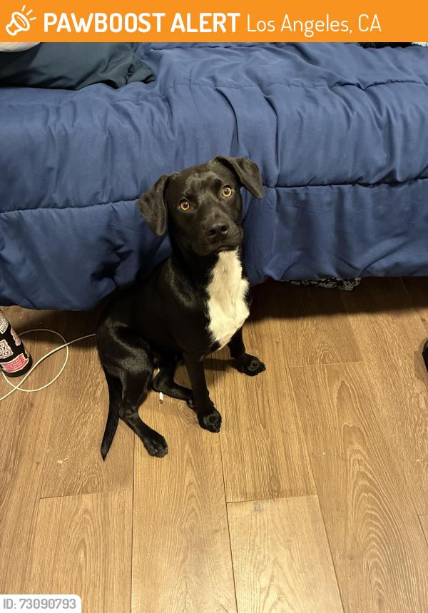 Found/Stray Male Dog last seen Van Nuys blvd and Glenoaks, Los Angeles, CA 91331