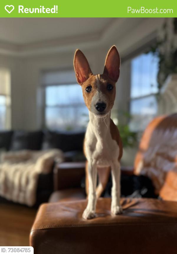 Reunited Female Dog last seen Schiller Woods - Cumberland and Montrose, Chicago, IL 60634