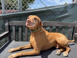 Reunited Male Dog last seen Anchor point drive Richmond ca , Richmond, CA 94804