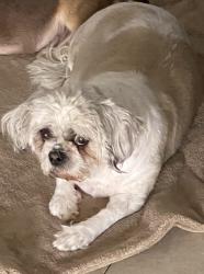 Lost Female Dog last seen North miami, North Miami Beach, FL 33162