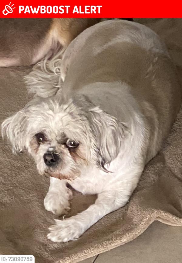 Lost Female Dog last seen North miami, North Miami Beach, FL 33162