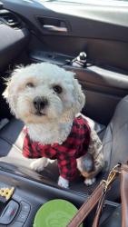 Reunited Male Dog last seen Helmont place and Fenwood ave, Oxon Hill, MD 20745
