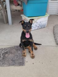 Found/Stray Female Dog last seen Parkdale and sepulveda, San Bernardino, CA 92404