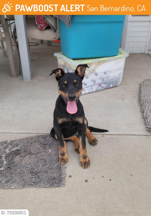Found/Stray Female Dog last seen Parkdale and sepulveda, San Bernardino, CA 92404