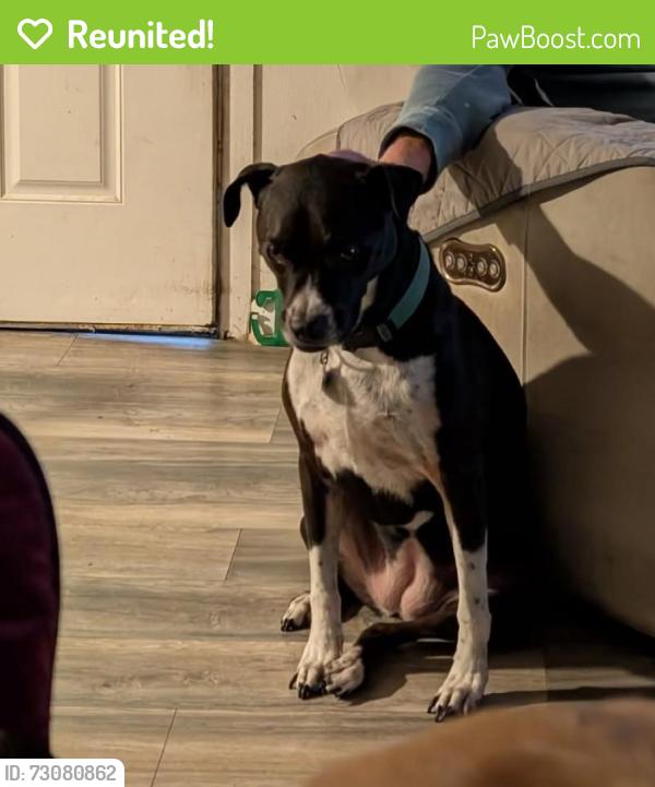 Reunited Female Dog last seen Forest Circle and Parsons Ave , Seffner, FL 33584