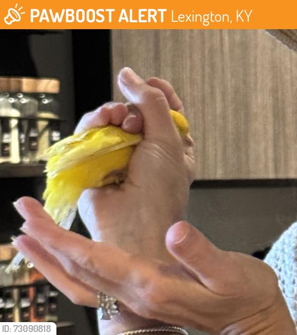 Found/Stray Unknown Bird last seen The Summit Lexington,KY, Lexington, KY 40517