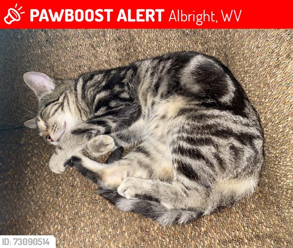 Lost Female Cat last seen Wall Street, Albright,Wv, Albright, WV 26519