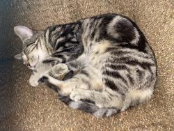 Lost Female Cat last seen Wall Street, Albright,Wv, Albright, WV 26519