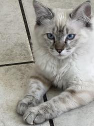 Lost Female Cat last seen Summerlin area, Las Vegas, NV 89135