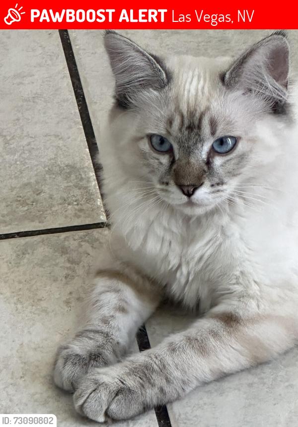 Lost Female Cat last seen Summerlin area, Las Vegas, NV 89135