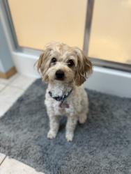 Reunited Female Dog last seen 48th & Woodlawn, Bel Aire, KS 67220