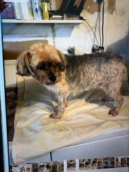 Lost Female Dog last seen Near Cashaw way, Sacramento, CA 95834