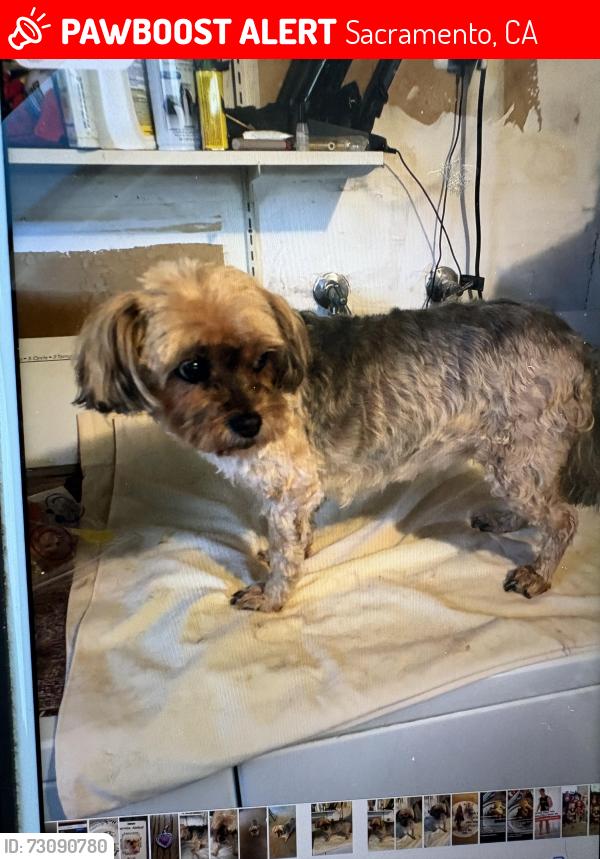 Lost Female Dog last seen Near Cashaw way, Sacramento, CA 95834