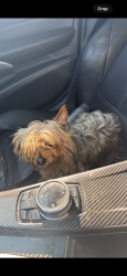 Lost Female Dog last seen Wilson rd and Hughes on, Bakersfield, CA 93304