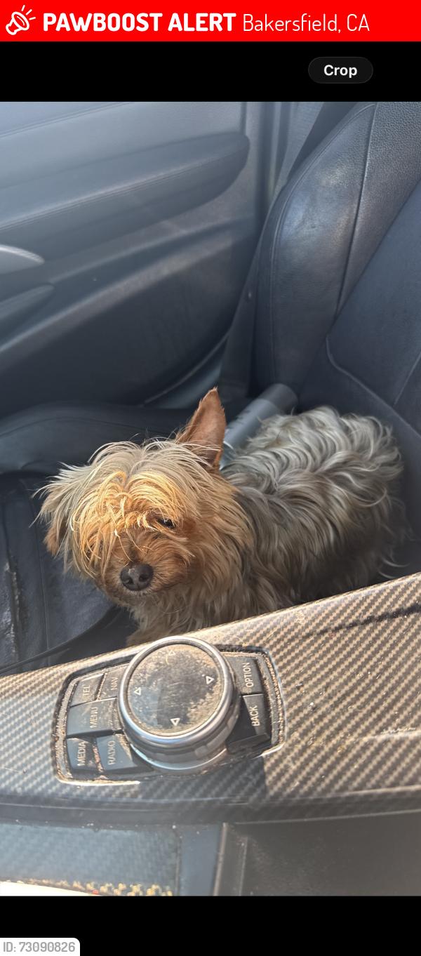 Lost Female Dog last seen Wilson rd and Hughes on, Bakersfield, CA 93304