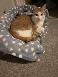 Reunited Male Cat last seen northern woods , Flackwell Heath, England 