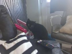 Reunited Female Cat last seen Kings norton, West Midlands, England B38