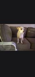 Reunited Female Dog last seen 43rd and vanness or 2nd ave, Los Angeles, CA 90008