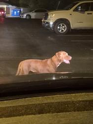 Found/Stray Female Dog last seen Beachway and w 10th, Indianapolis, IN 46224
