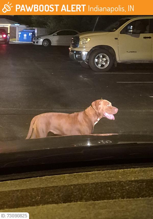Found/Stray Female Dog last seen Beachway and w 10th, Indianapolis, IN 46224
