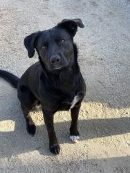 Reunited Female Dog last seen The house, Santa Ana, CA 92704