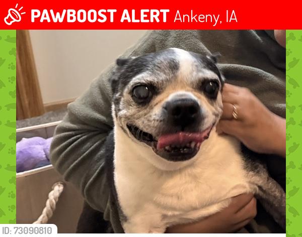 Lost Female Dog last seen United Methodist Church, Ankeny, IA 50021
