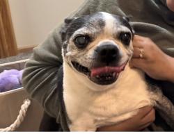 Lost Female Dog last seen United Methodist Church, Ankeny, IA 50021