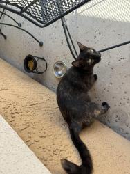 Found/Stray Unknown Cat last seen Belvedere Circle, Roseville, CA 95678