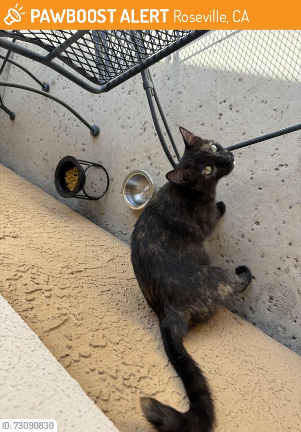 Found/Stray Unknown Cat last seen Belvedere Circle, Roseville, CA 95678