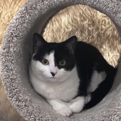 Lost Female Cat last seen Cataract Avenue, San Dimas, CA 91773